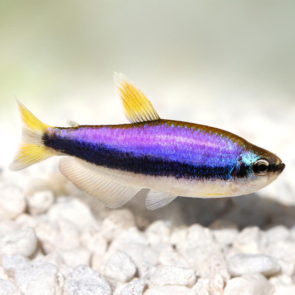 蓝国王灯 （Inpaichthys kerri）：低配版电光毒药