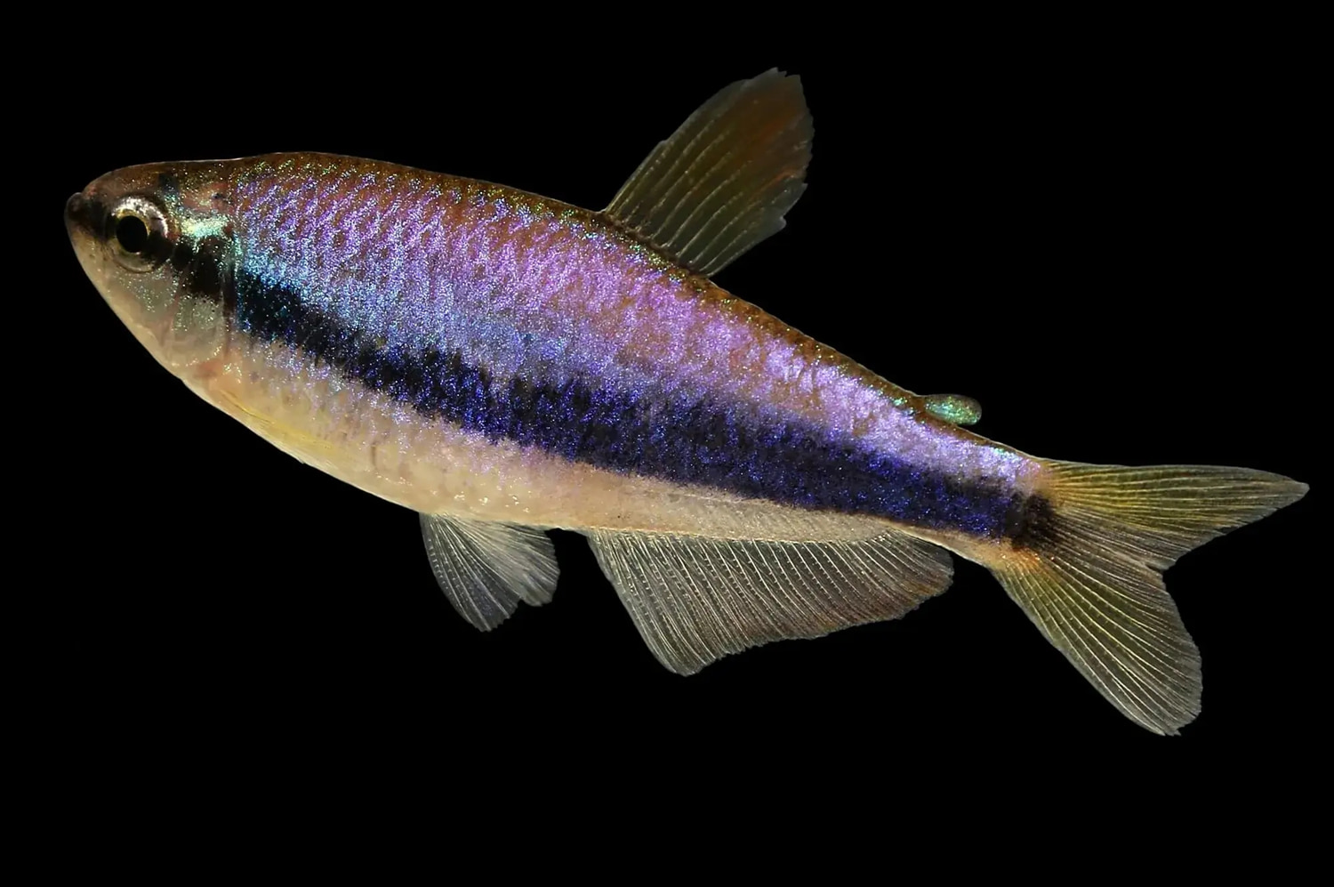 蓝国王灯 （Inpaichthys kerri）：低配版电光毒药