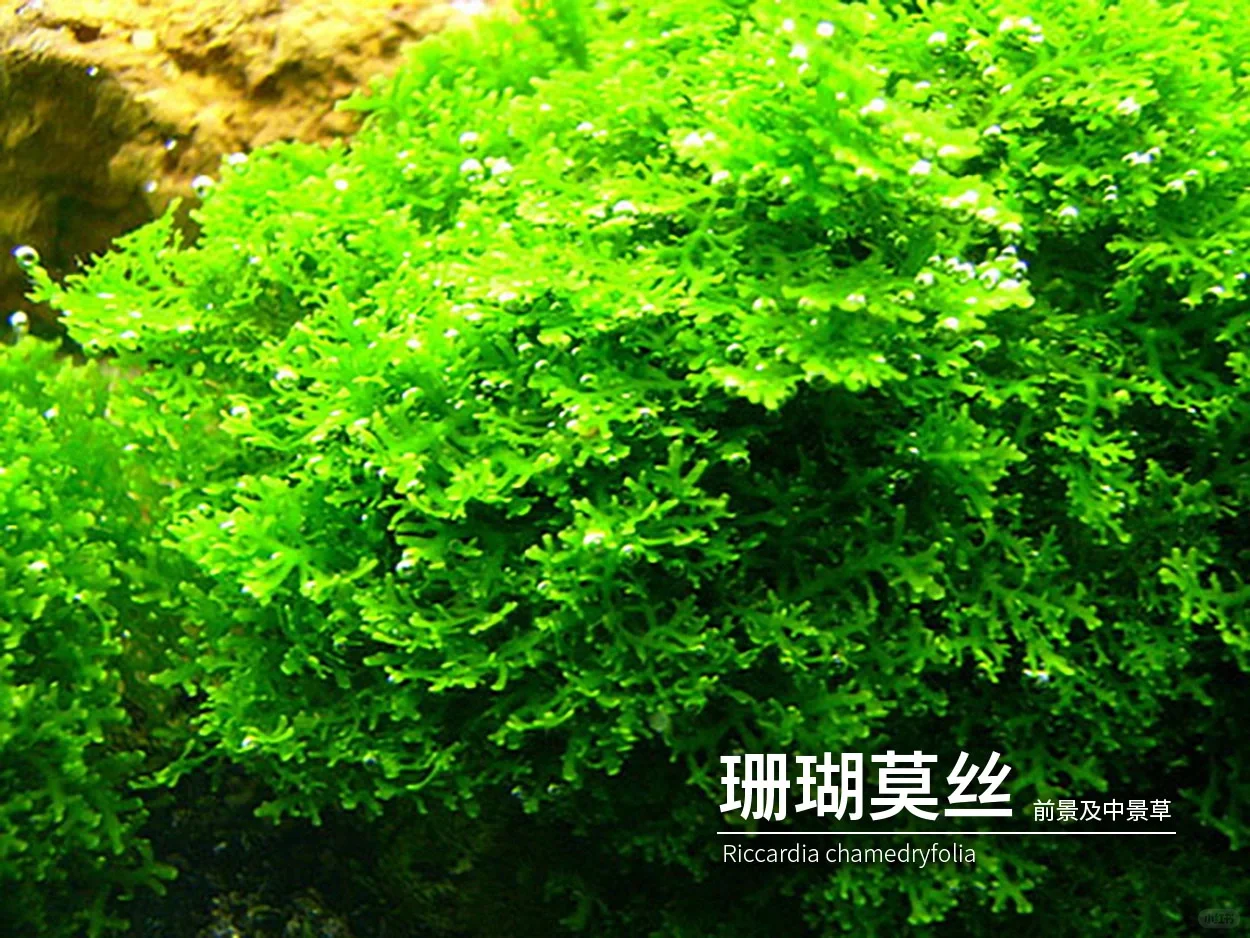 珊瑚莫丝（珊瑚鹿角苔）Riccardia chamedryfolia 饲养资料图片