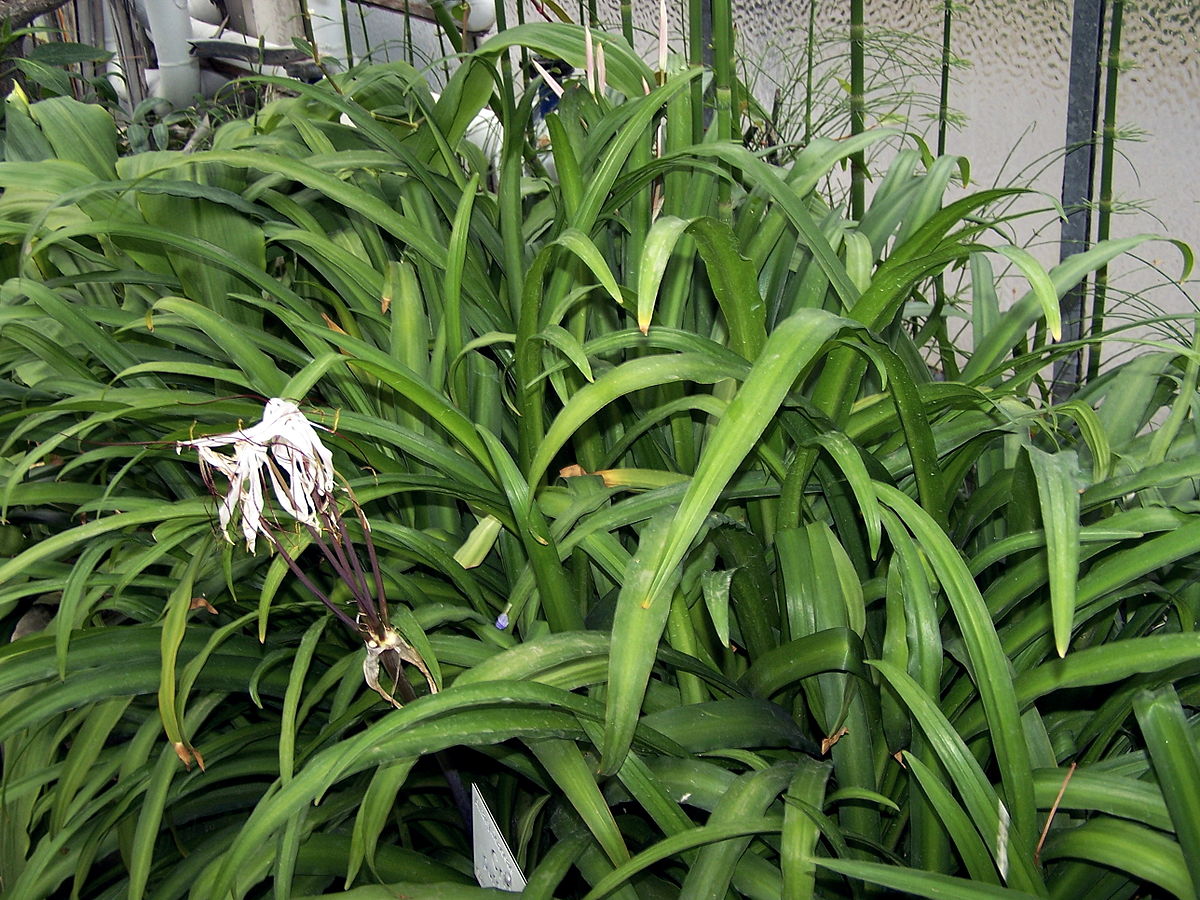 巴西水蒜 （Crinum purpurascens）