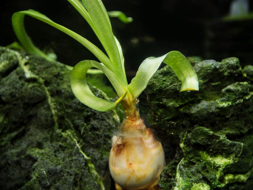 泰国水蒜资料、图片：可以开出白色花朵的水草