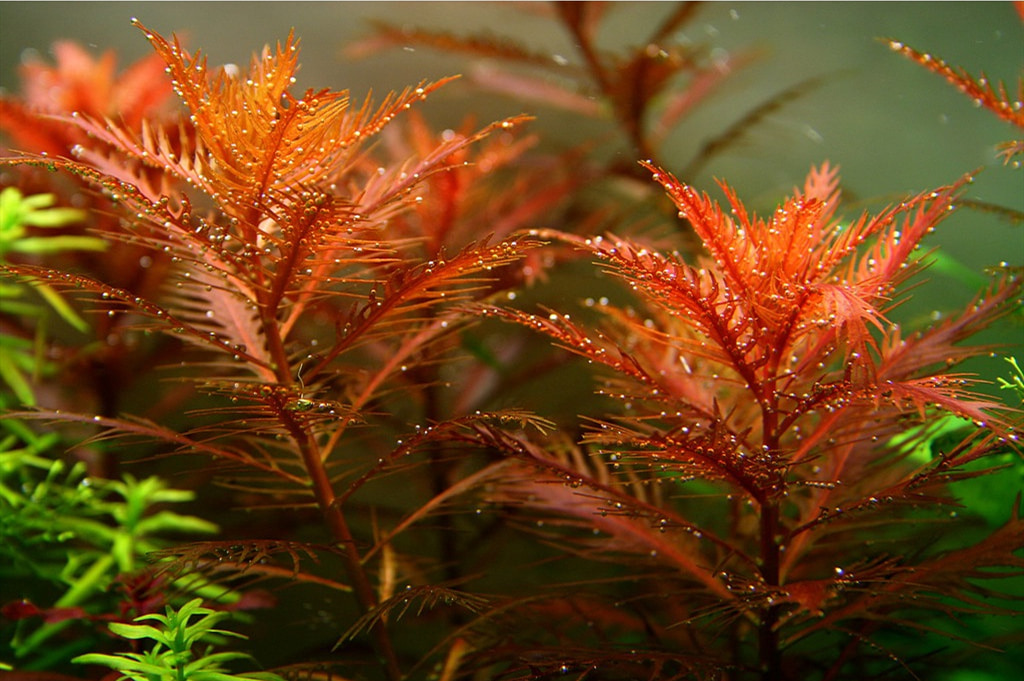 红雨伞水草资料、图片：多姿多彩的草缸小红伞