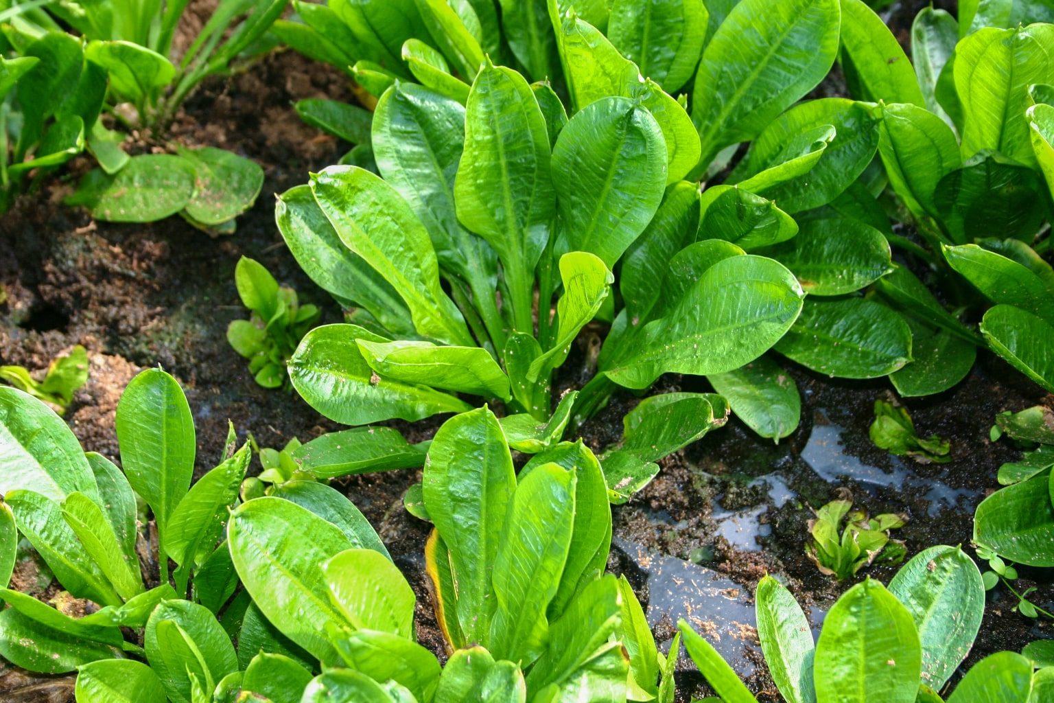 卵圆皇冠草 （Echinodorus parviflorus）