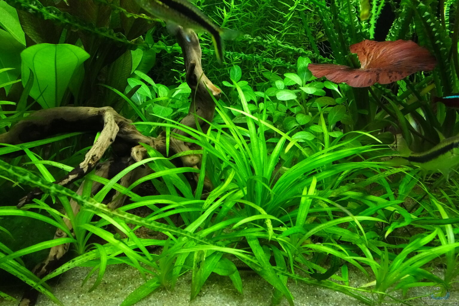 袖珍皇冠草 （Echinodorus bolivianus）