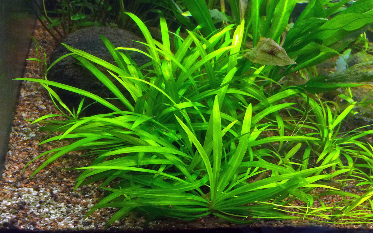 迷你皇冠草 （Echinodorus quadricostatus）