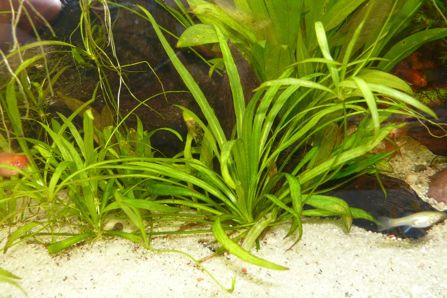 迷你皇冠草 （Echinodorus quadricostatus）