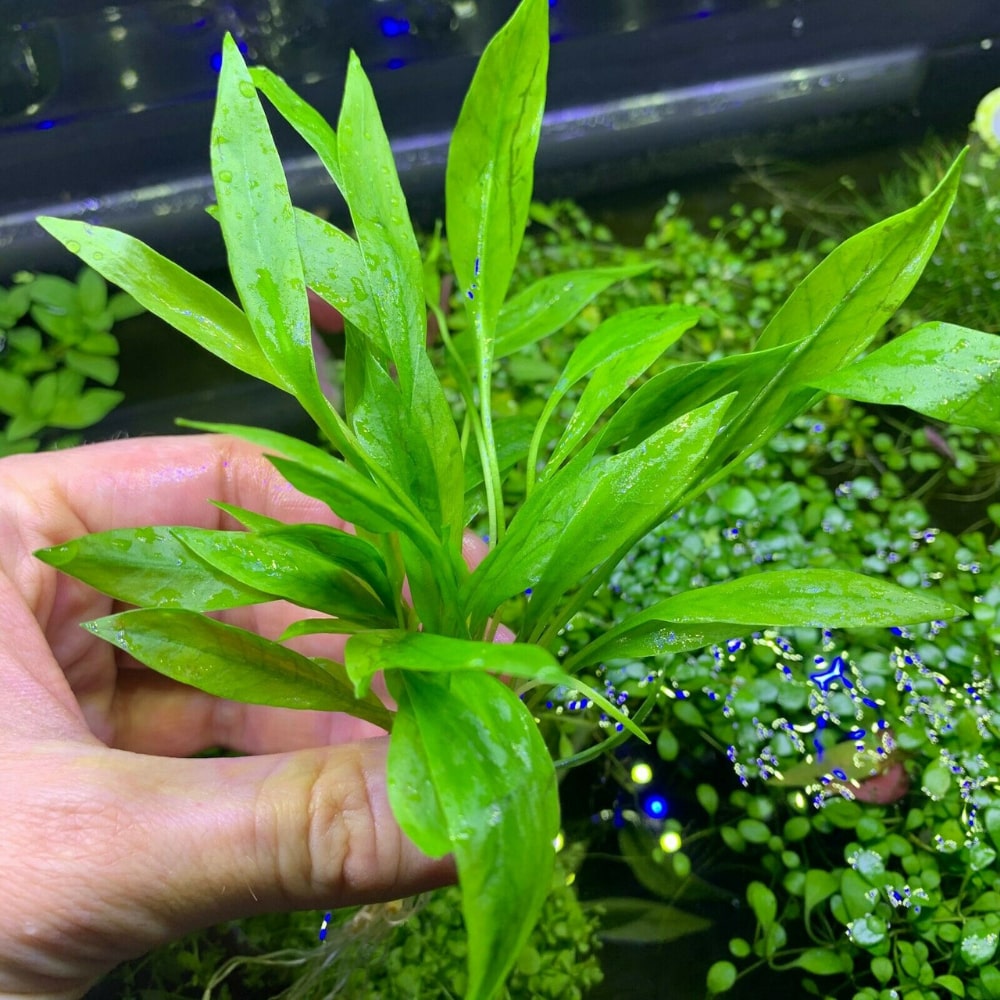 迷你皇冠草 （Echinodorus quadricostatus）