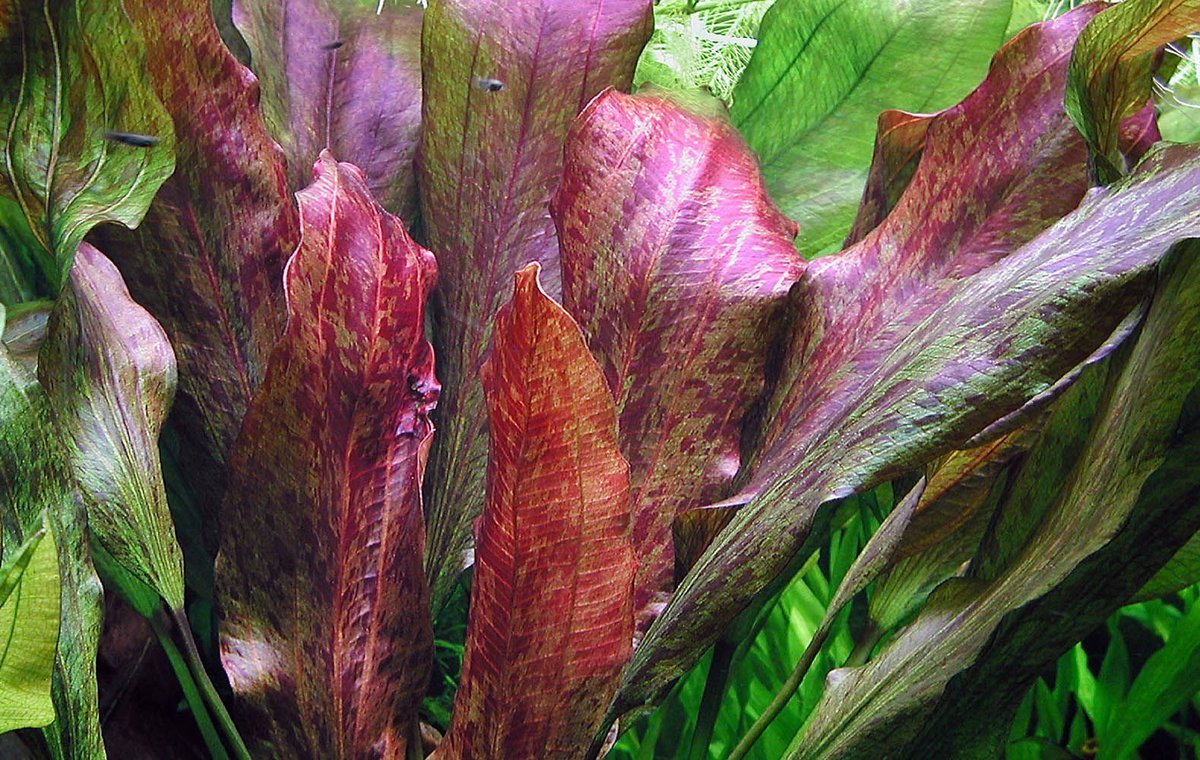 红火焰皇冠草 （Echinodorus sp. ''red flame''）