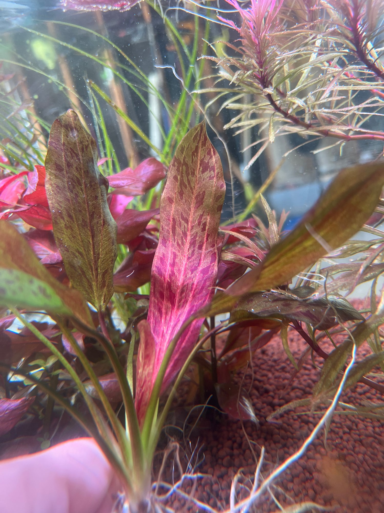 红火焰皇冠草 （Echinodorus sp. ''red flame''）