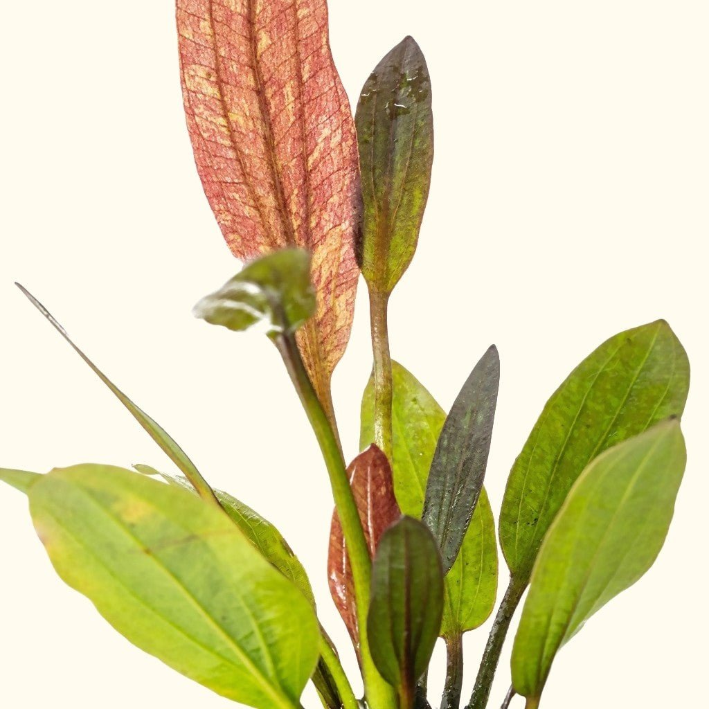 红火焰皇冠草 （Echinodorus sp. ''red flame''）