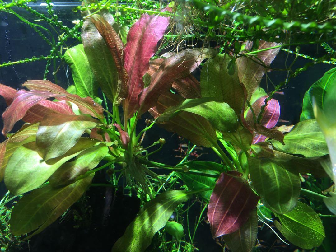 鲁宾皇冠草 （Echinodorus sp. ''rubin''）