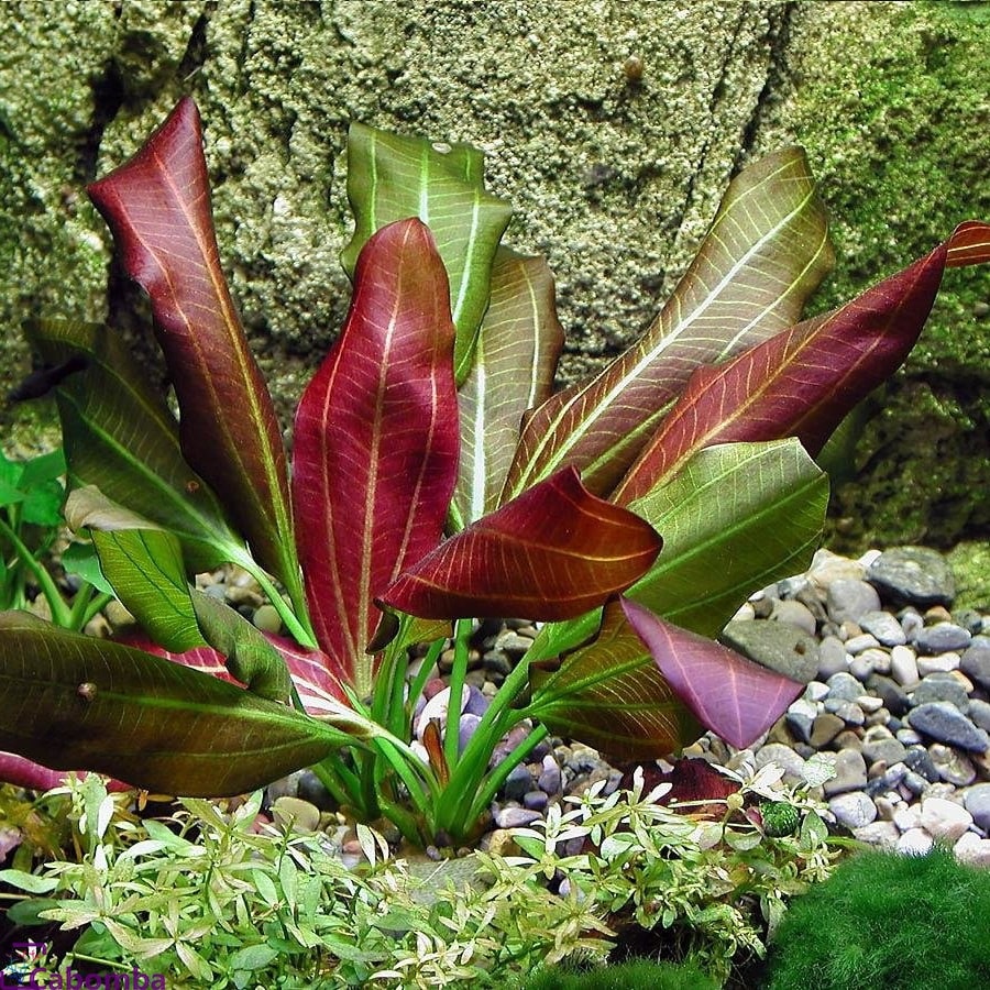 鲁宾皇冠草 （Echinodorus sp. ''rubin''）