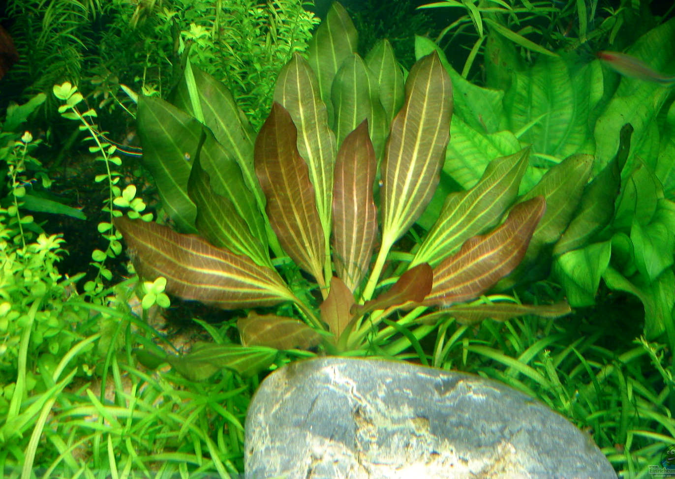 鲁宾皇冠草 （Echinodorus sp. ''rubin''）