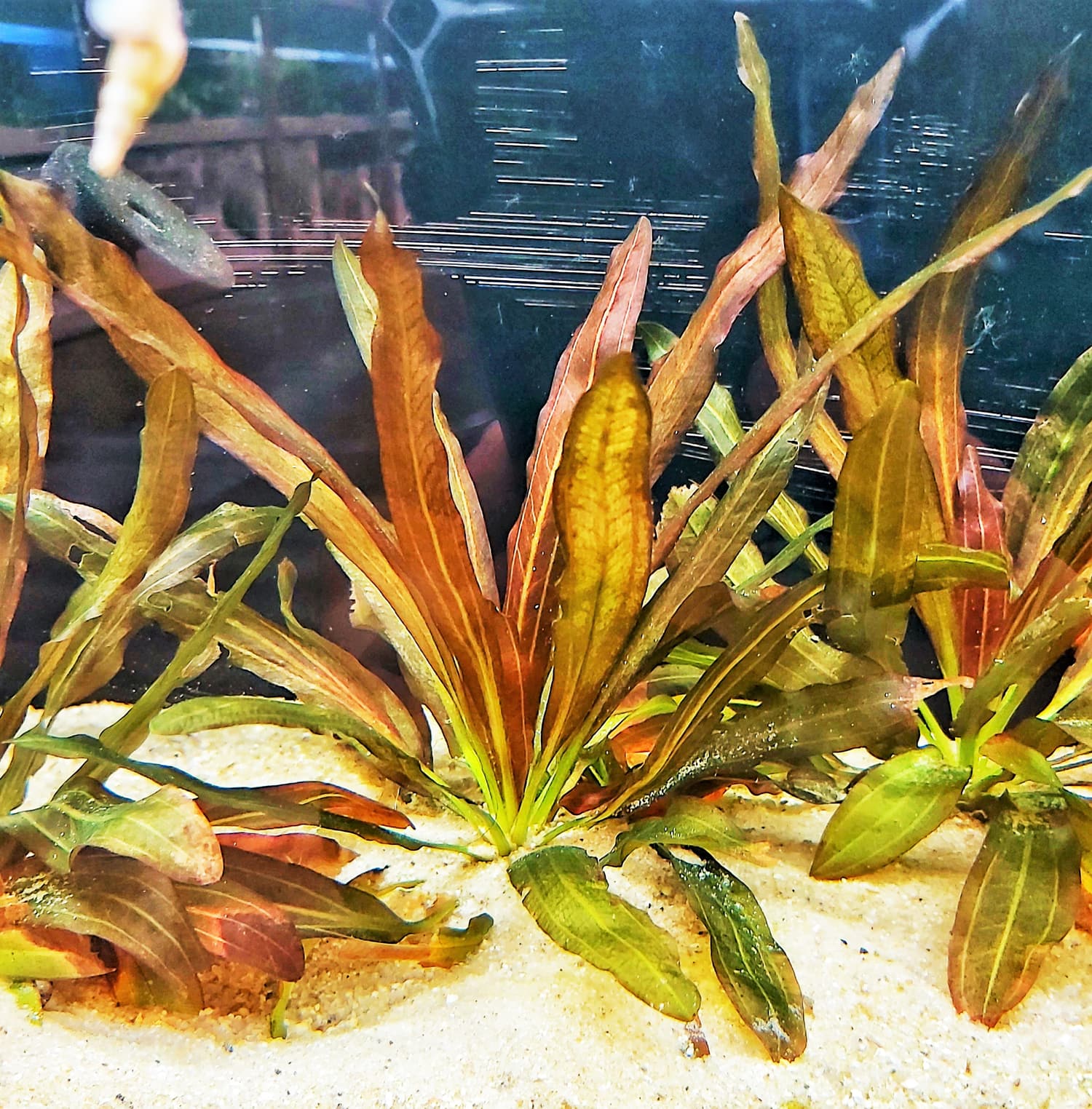 鲁宾皇冠草 （Echinodorus sp. ''rubin''）