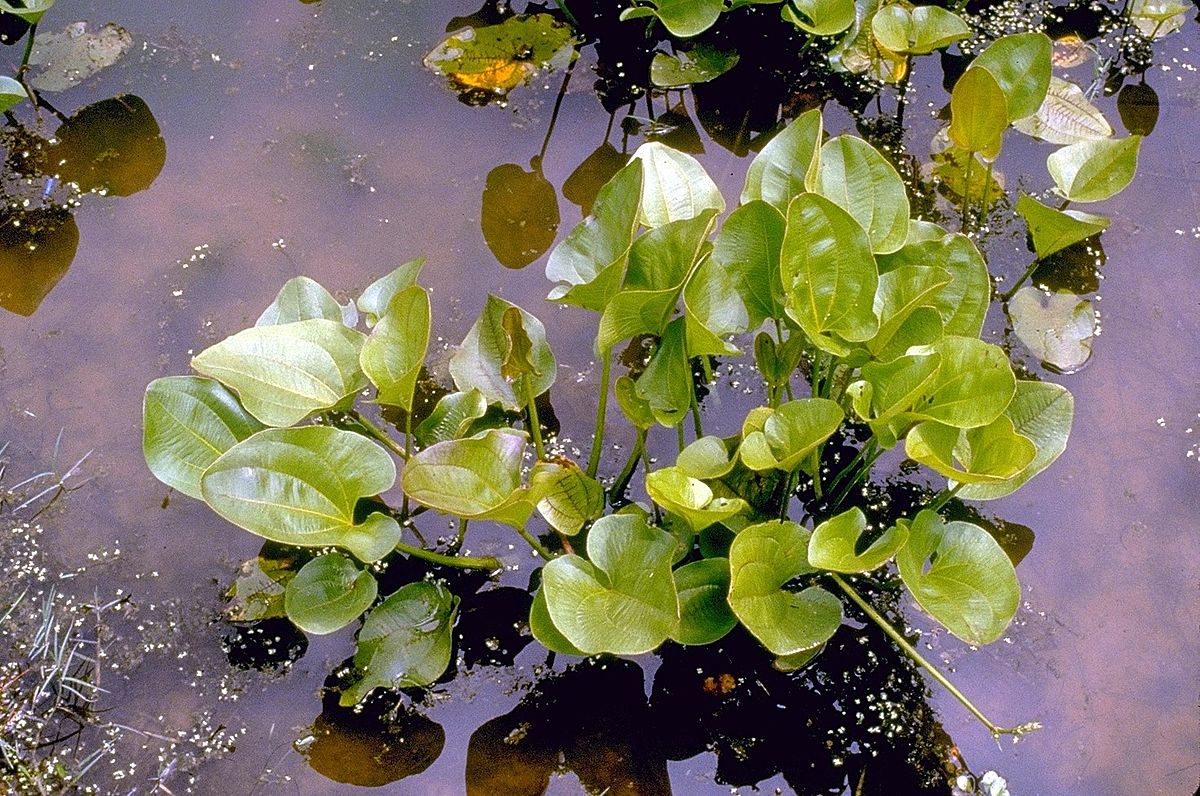 象耳 （Echinodorus cordifolius）