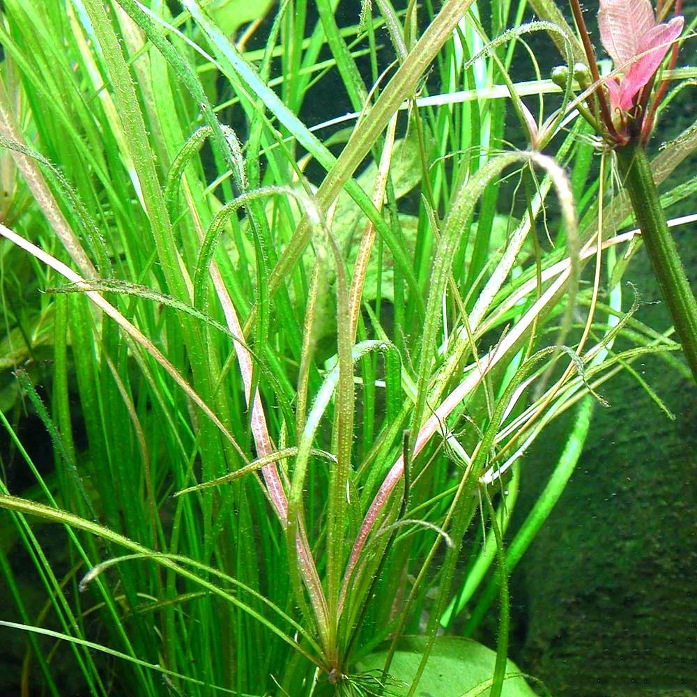 柳叶皇冠草 （Echinodorus angustifolius）