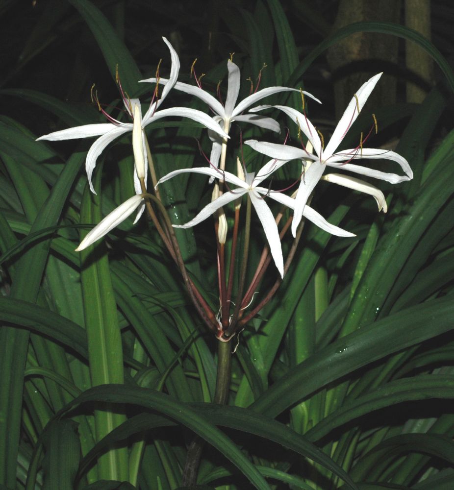 巴西水蒜 （Crinum purpurascens）