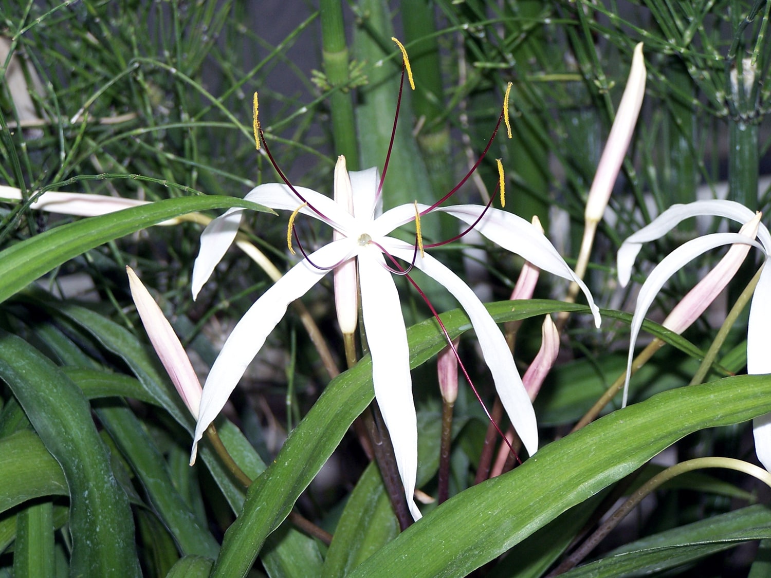 巴西水蒜 （Crinum purpurascens）