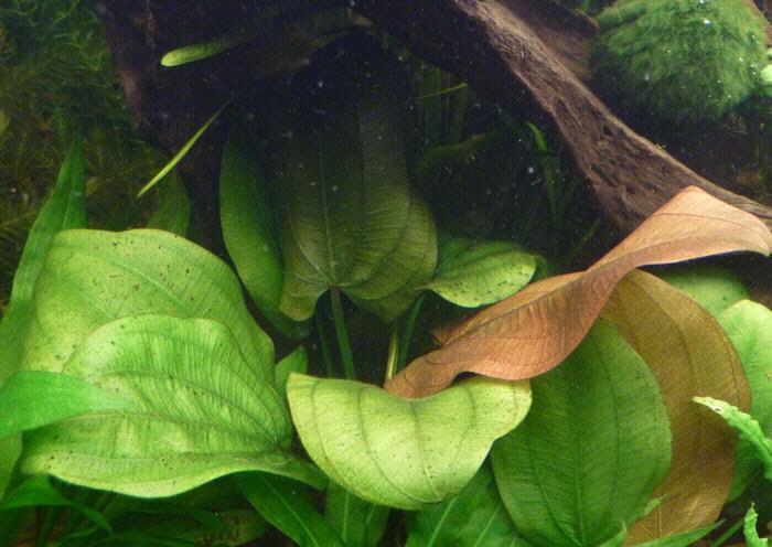 刺叶皇冠草 （Echinodorus scaber）