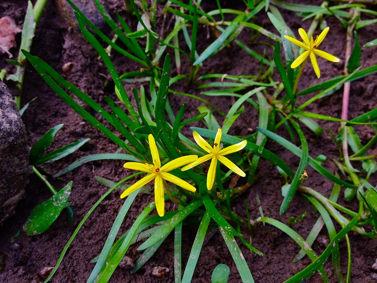 杜邦草 （Heteranthera dubia）