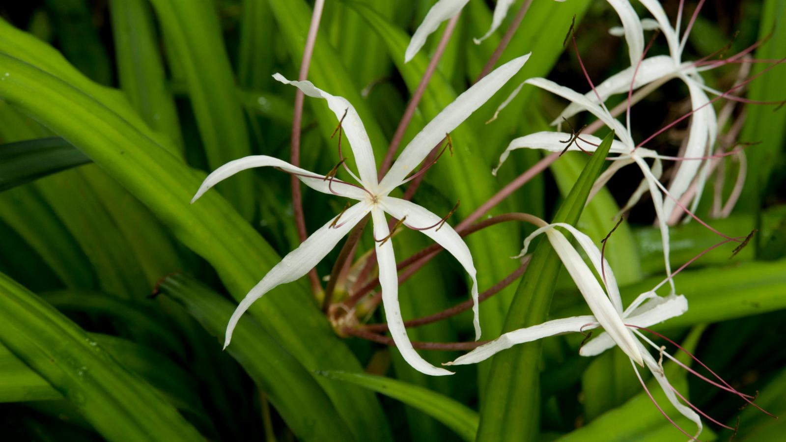 巴西水蒜 （Crinum purpurascens）