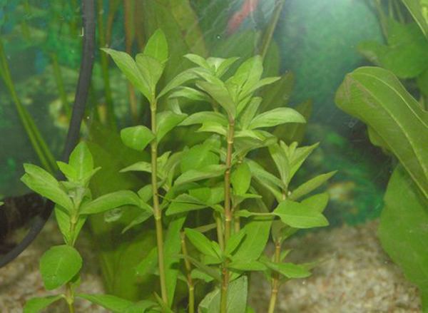 青叶草Hygrophila polysperma图片、栽植资料