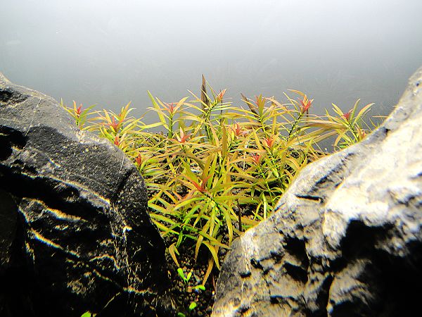 大红莓水草Ludwigia sp（大红梅）饲养资料，图片