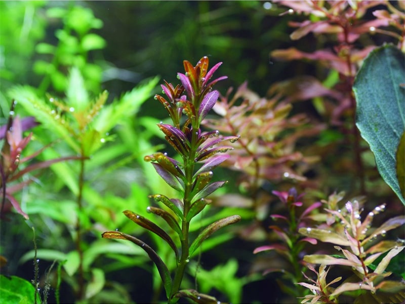 夕烧Rotala sp. ”sunset”水草饲养资料，图片