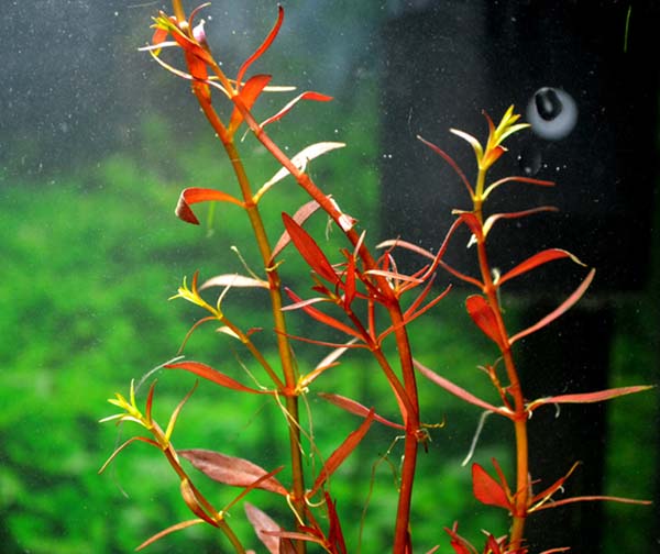 小红莓Ludwigia arcuata水草饲养资料，图片