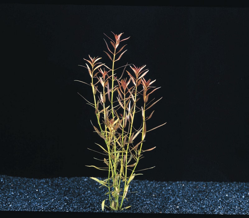 小红莓Ludwigia arcuata水草饲养资料，图片