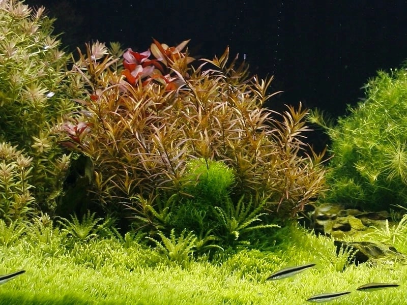 小红莓Ludwigia arcuata水草饲养资料，图片