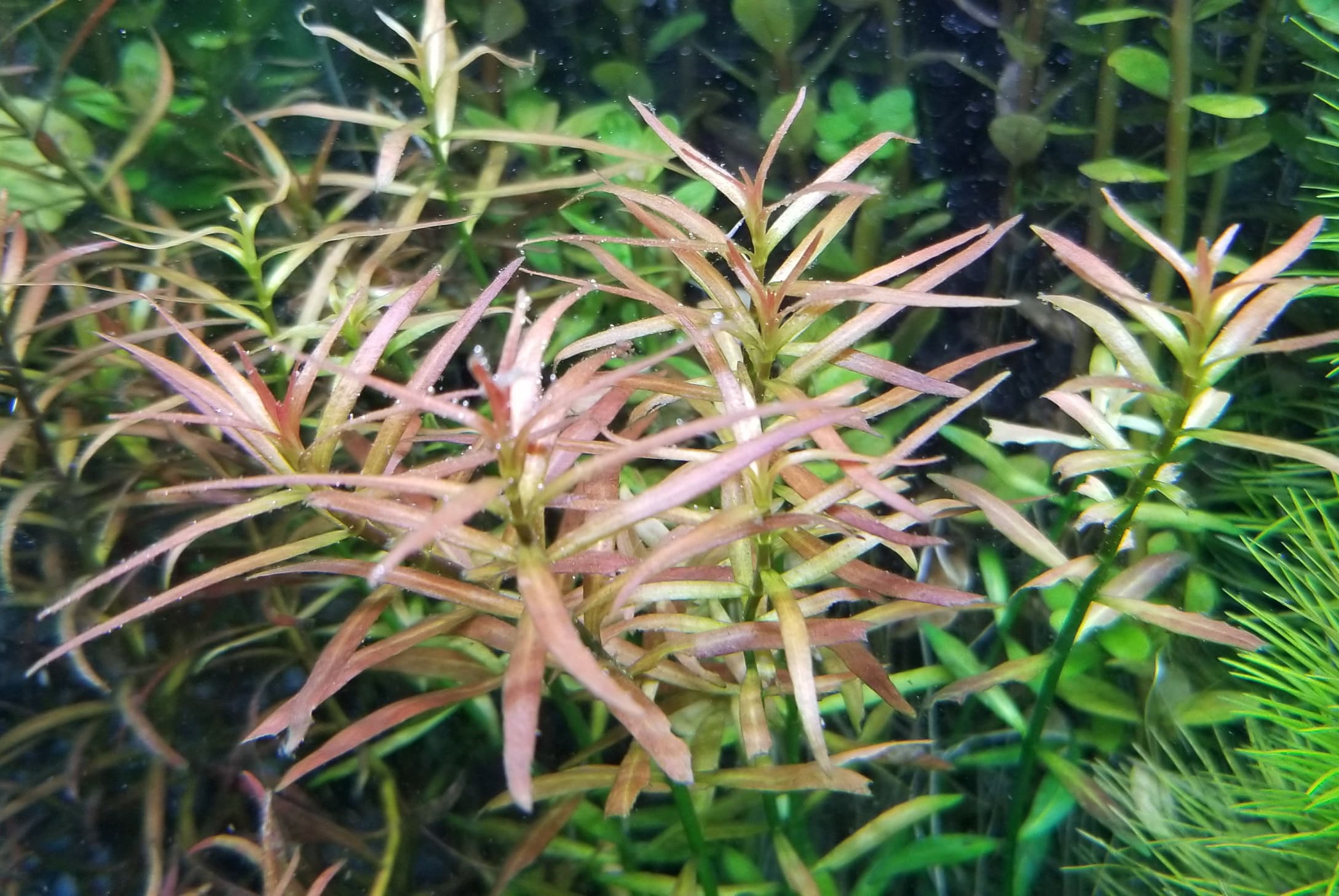 小红莓Ludwigia arcuata水草饲养资料，图片