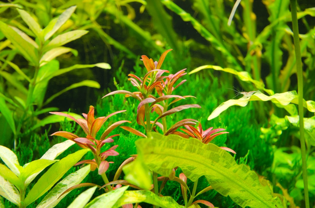 夕烧Rotala sp. ”sunset”水草饲养资料，图片