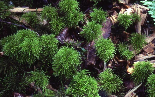 雪松莫丝Pleuroziopsis ruihenica饲养资料图片