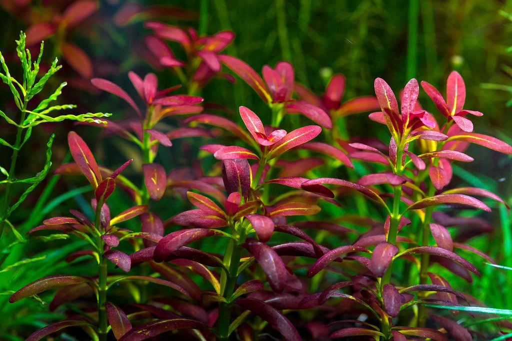 夕烧Rotala sp. ”sunset”水草饲养资料，图片