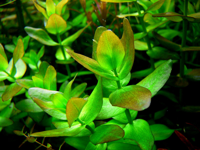 普通虎耳Bacopa caroliniana水草图片、种植资料