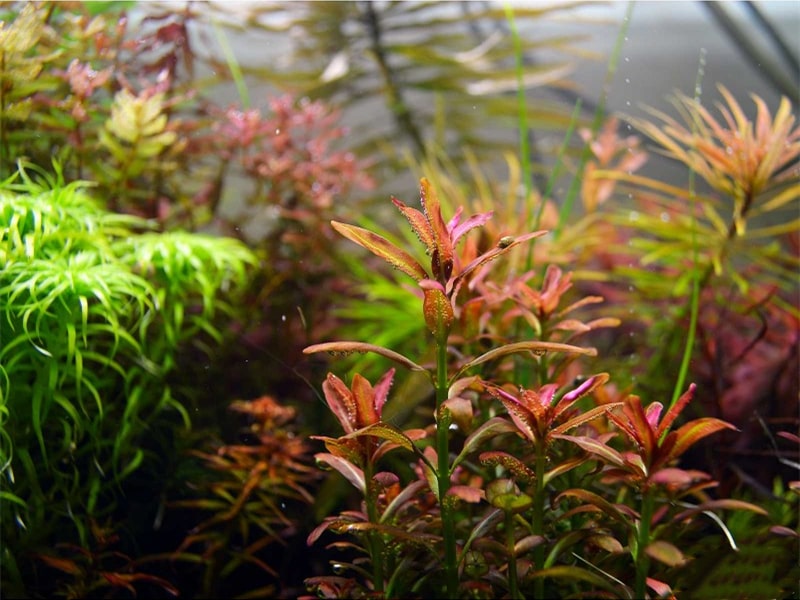 夕烧Rotala sp. ”sunset”水草饲养资料，图片