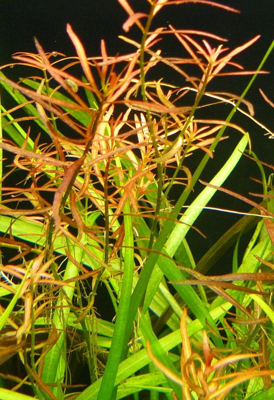 小红莓Ludwigia arcuata水草饲养资料，图片