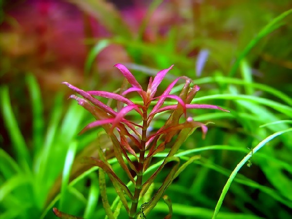 针叶虎耳水草Bacopa myriophylloides饲养资料，图片