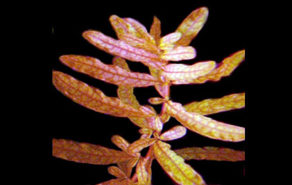 豹纹丁香Ludwigia inclinata水草饲养资料，图片