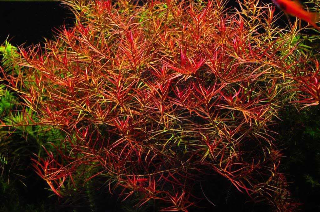 大红莓水草Ludwigia sp（大红梅）饲养资料，图片