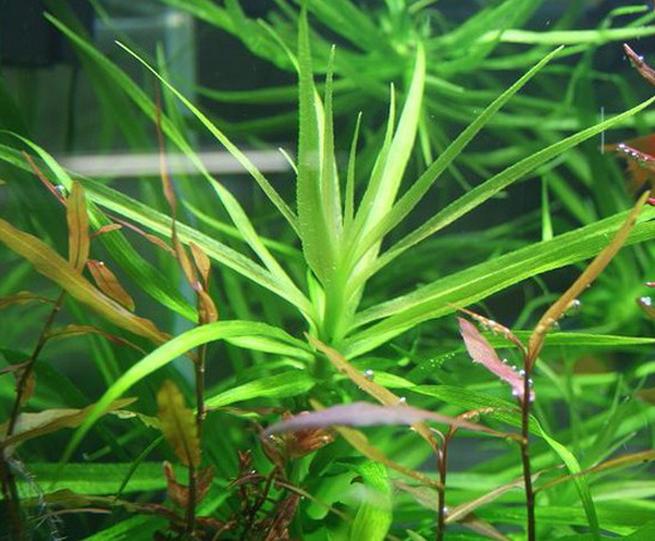 小竹叶Heteranthera zosterifolia水草饲养资料，图片