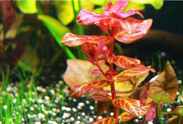 豹纹红蝴蝶水草Rotala macrandra“variegata”栽植资料、图片