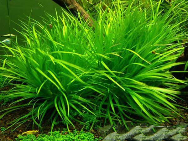 簀藻水草Blyxa novoguineensis饲养资料