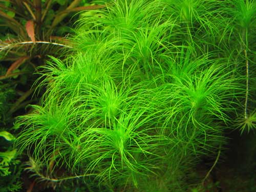 粉丝太阳Eriocaulon setaceum ”australia”水草饲养资料、图片