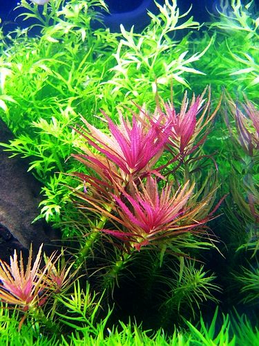 三角叶Limnophila aromatica水草图片、种植资料