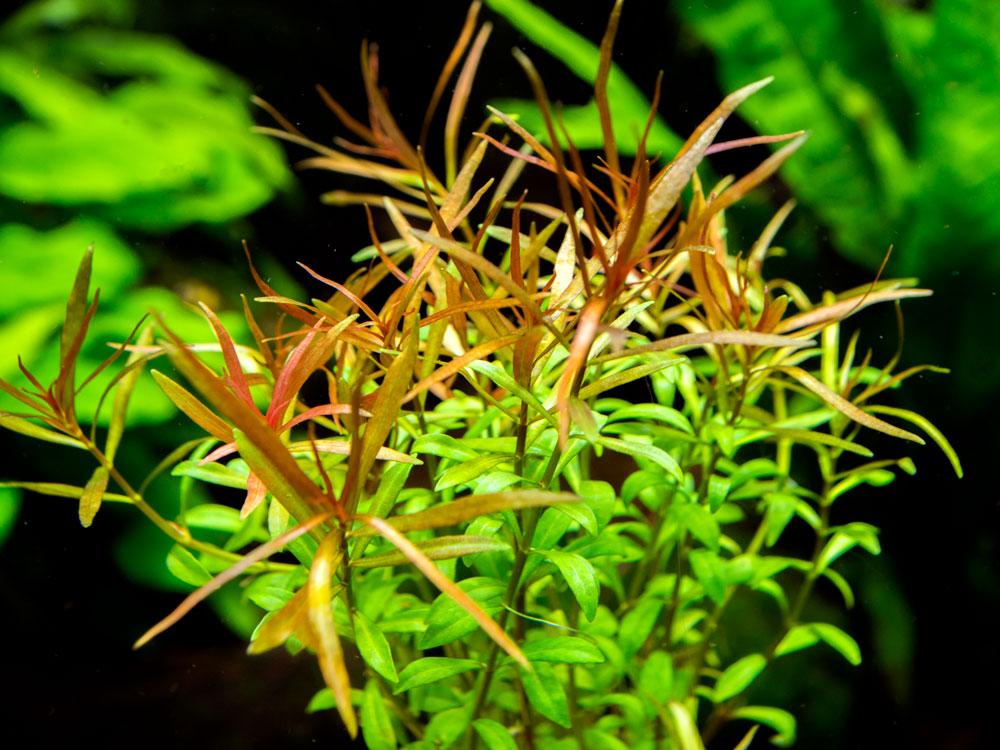 小红莓Ludwigia arcuata水草饲养资料，图片