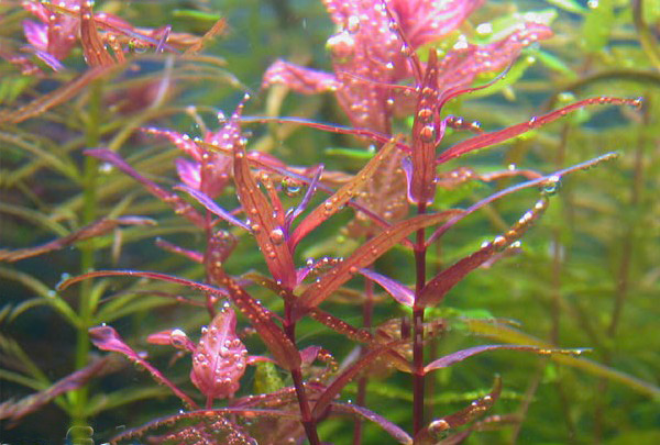 尖叶红蝴蝶Rotala magenta水草图片、种植资料