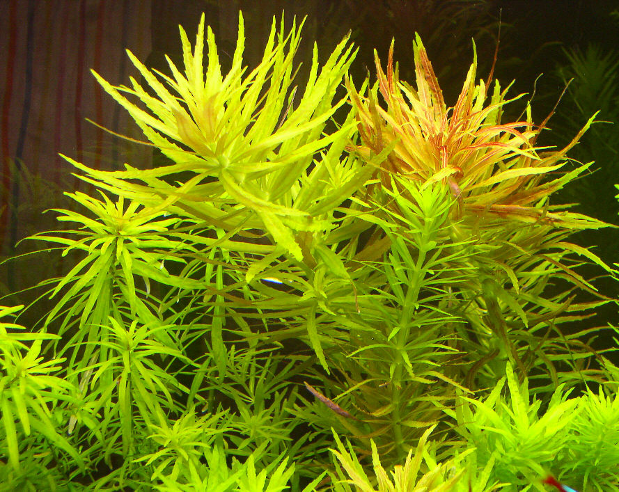 三角叶Limnophila aromatica水草图片、种植资料