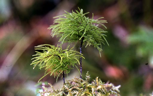 雪松莫丝Pleuroziopsis ruihenica饲养资料图片